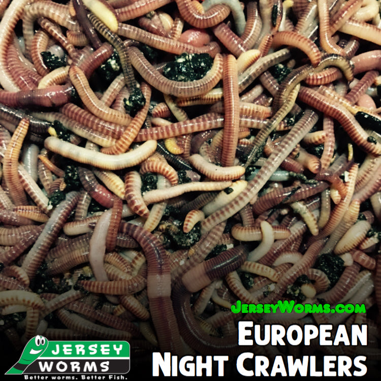 Bait Worms (European Nightcrawlers) – 1/2 lbs – Smiley Worms
